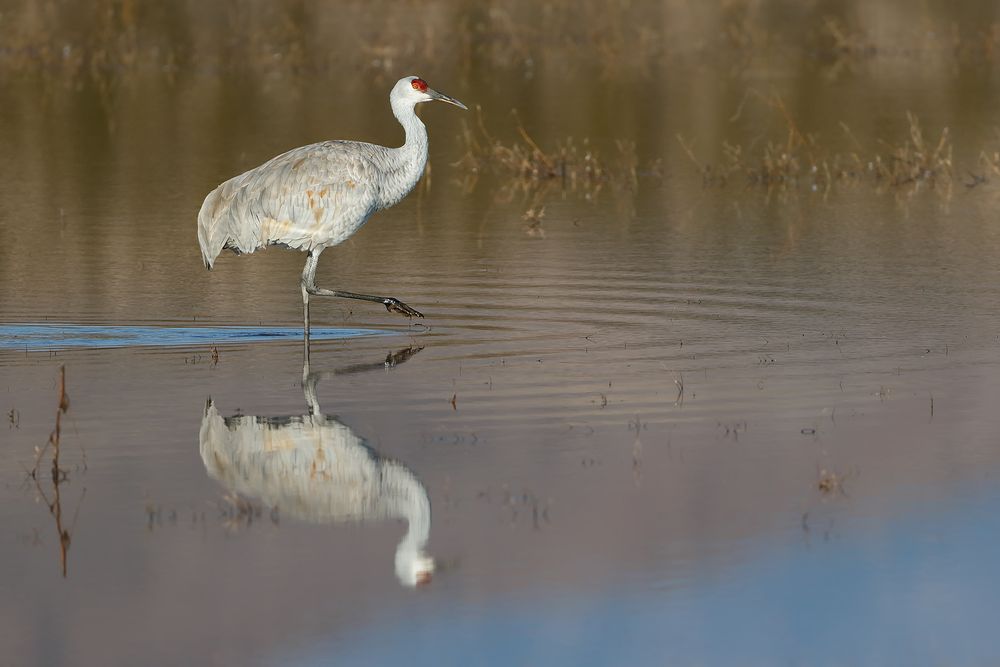 Sandhill-crane-walking-with-reflection_44A0603-Bosque-del-Apache-NWR,-San-Antonio,-NM,-USA.jpg