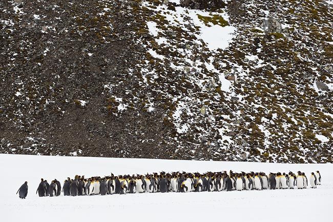 King-Penguins-standing-in-front-of-rock-face_E7T2638-Right-Whale-Bay-South-Georgia-Islands.jpg