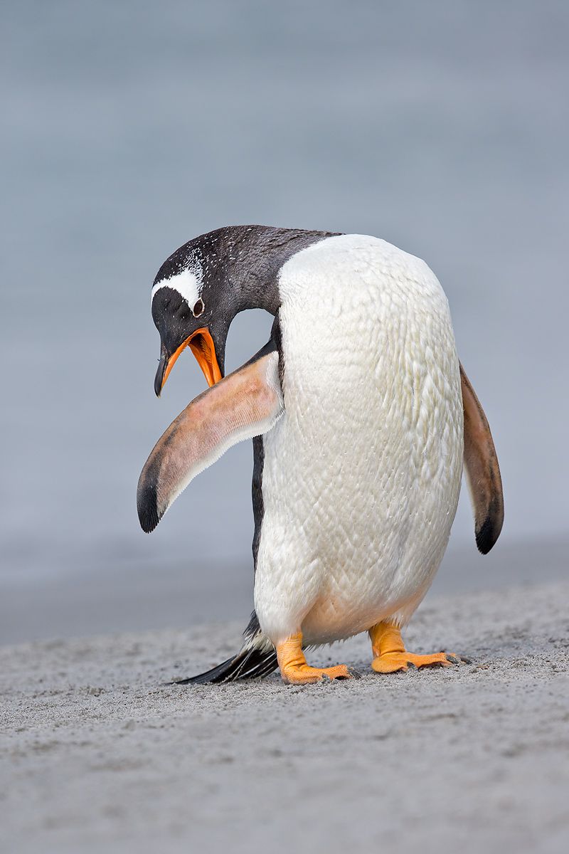 Gentoo-Penguin-preening-wing-on-the-beach_E7T4115-Sea-Lion-Island,-Falkland-Islands.jpg