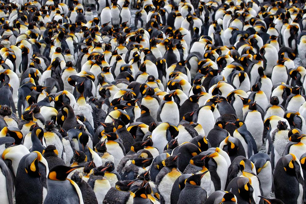 King-Penguins-gathering_44A7881-St-Andrews-Bay-entrance,-South-Georgia-Islands,-Southern-ocean.jpg