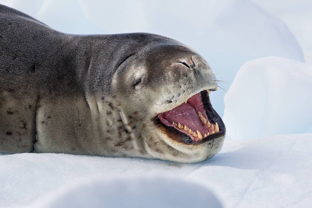 Leopard-Seal-on-ice-yawning_E7T0687-Cierva-Cove,-Antarctica.jpg