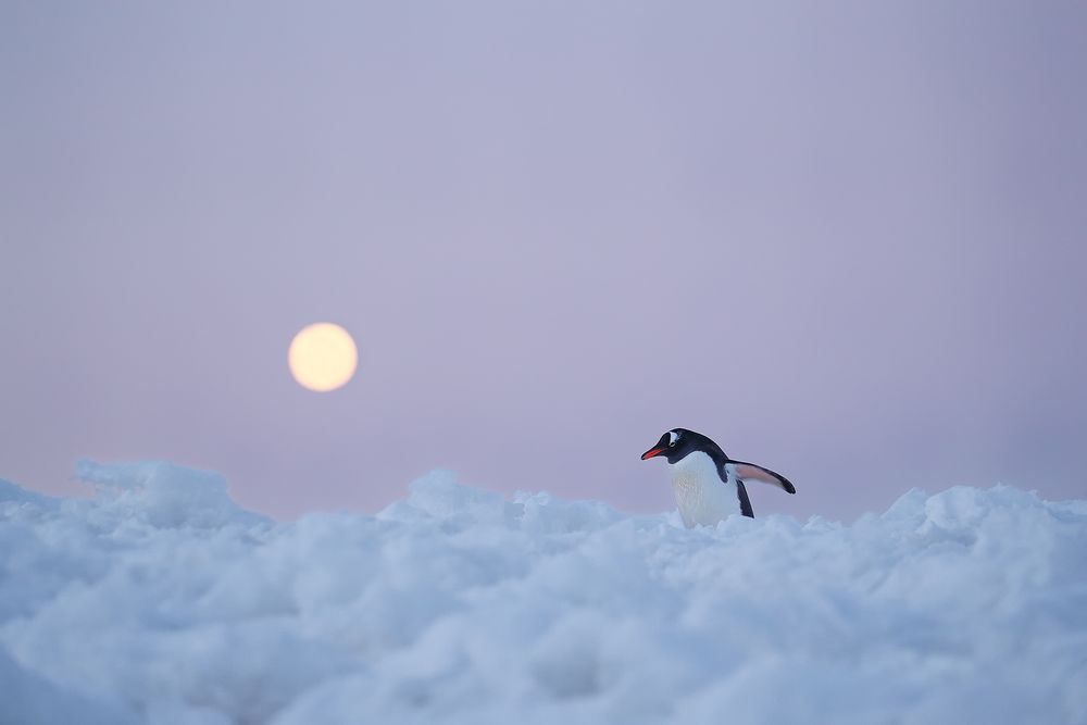 Gentoo-penguin-walking-uphill-with-moon_A3I6881-Port-Charcot,-Booth-Island,-Antarctica.jpg