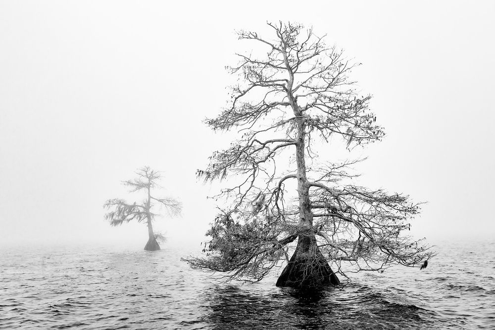 Cypress trees alone in the fog_B&W_S6A0305-Lake Blue Cypress, FL, USA.jpg
