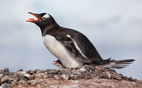 Gentoo-penguin-with-chick-against-white-mountain-bkgd_E7T2081-Petermann-Island-Antarctica.jpg