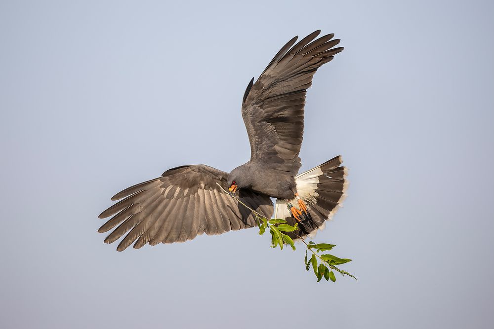 Snail-kite-with-nesting-material_F7A8658-Lake-Kissimmee,-FL,-USA.jpg