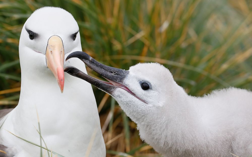 Black Browed Albatros feeding chick_A3I3101-West Point Island, Falklands.jpg