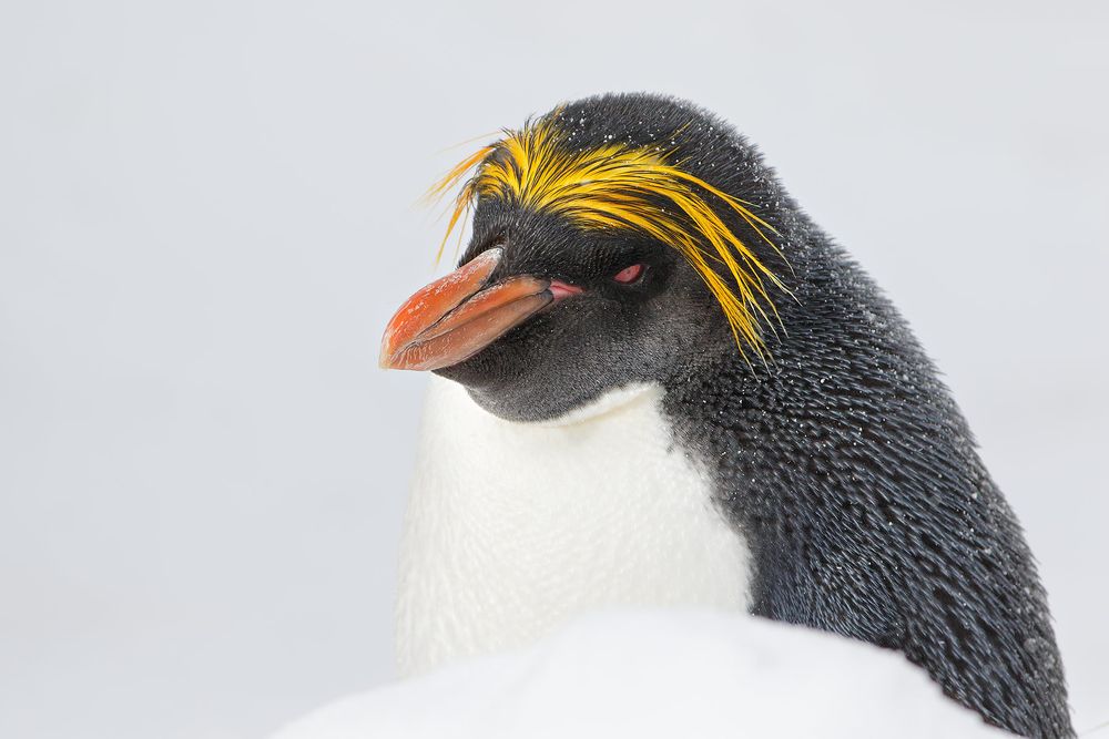 Macaroni-penguin-behind-snow-hill_44A4382-Cooper-Bay,-South-Georgia-Islands,-Southern-ocean.jpg