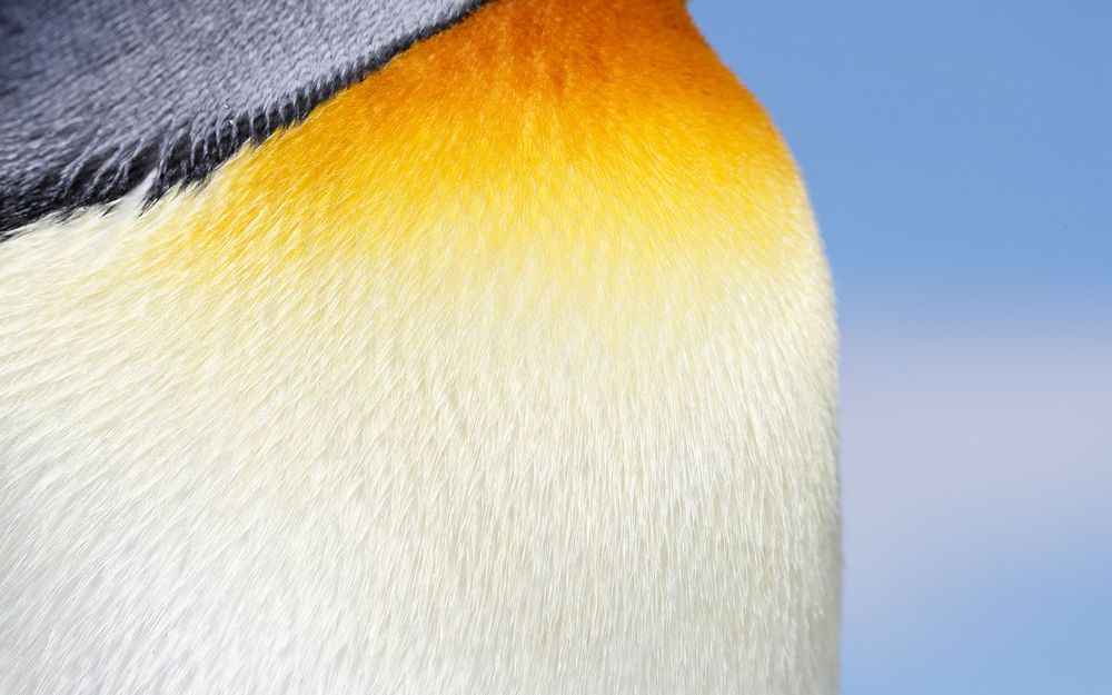 King pengion breast feather detail_A3I5467-Salisbury Plain, Bay of Isles, South Georgia Island.jpg