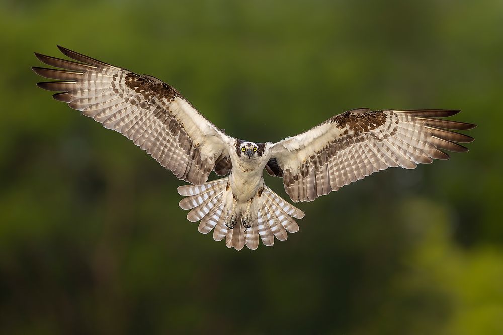 Osprey-against-green-background_F7A2123-Lake-Blue-Cypress,-FL,-USA.jpg