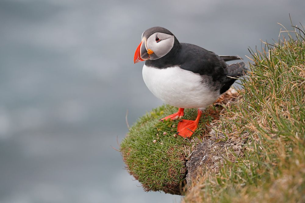Atlantic-puffin-on-an-outcropping_A3I3166-Latrabjarg,-West-Iceland.jpg