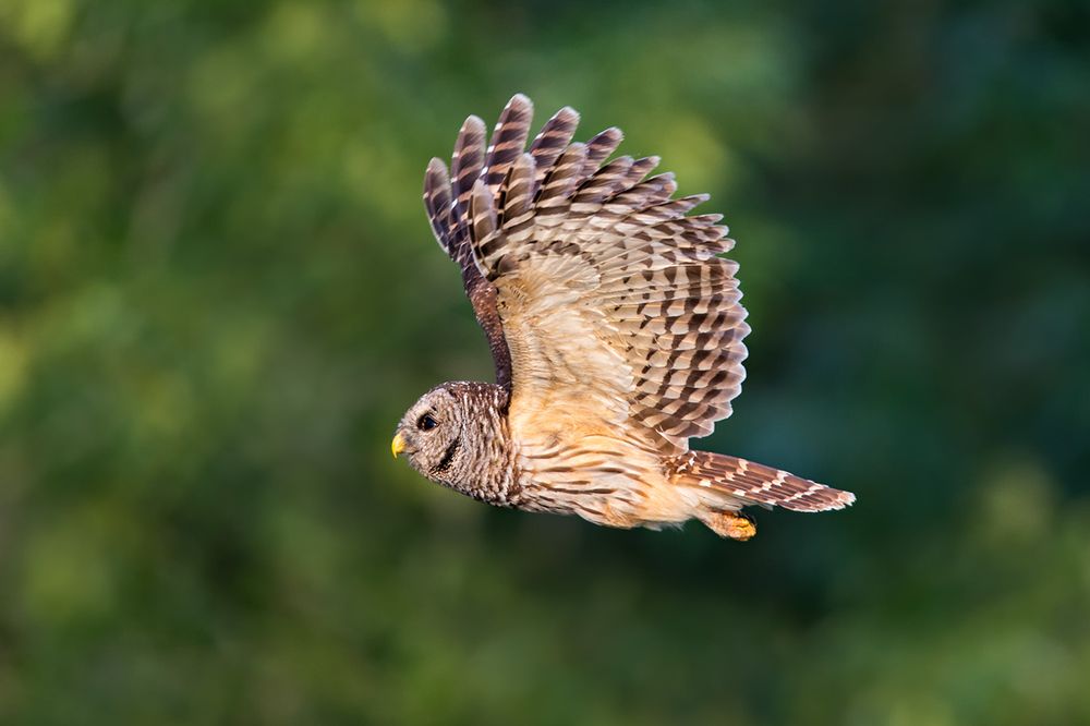 Barned Owl flying against green trees_E7T0314-Lake Blue Cypress, Indian River County, USA.jpg