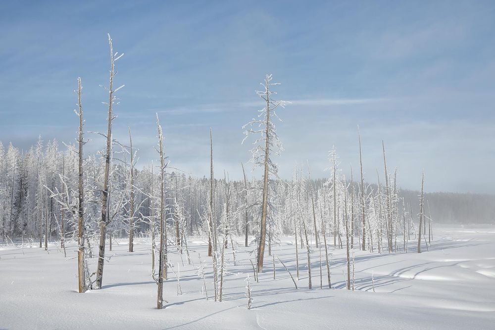 Hoar-frost-trees-in-snow-fleet_S6A6569-Yellowstone-National-Park,-WY,-USA.jpg