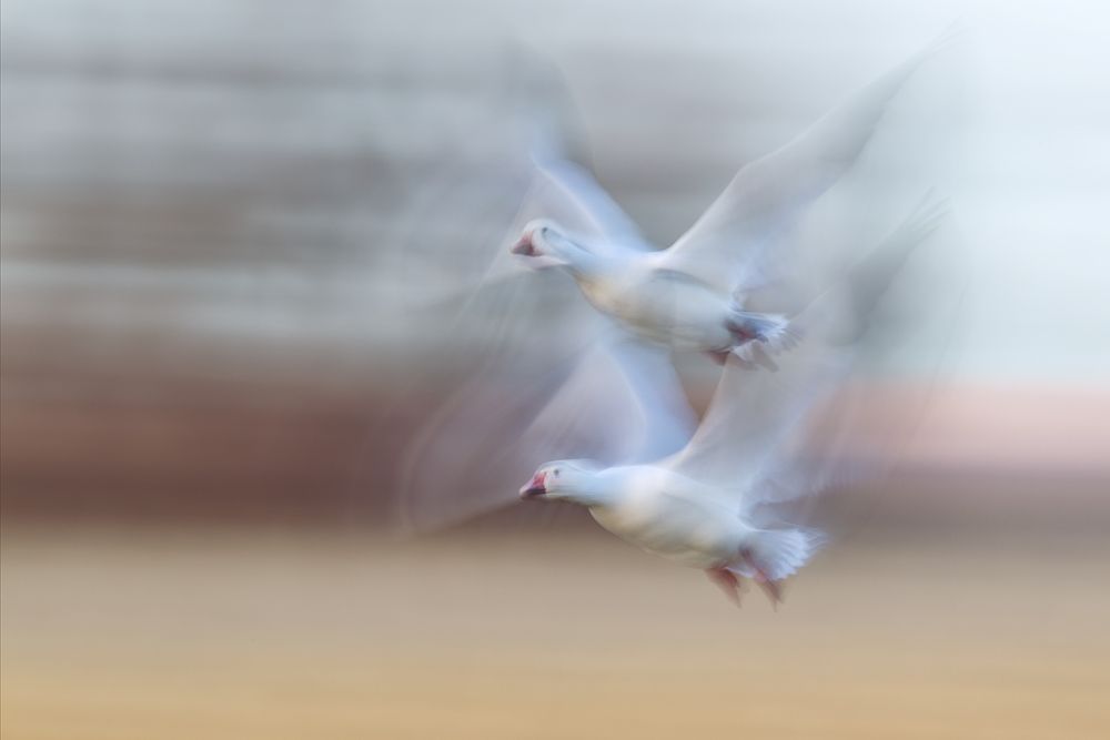 Snow-geese-couple-blur-against-pastel-bkgd-23100735-Bosque-del-Apache-NWR,-San-Antonio,-NM.jpg