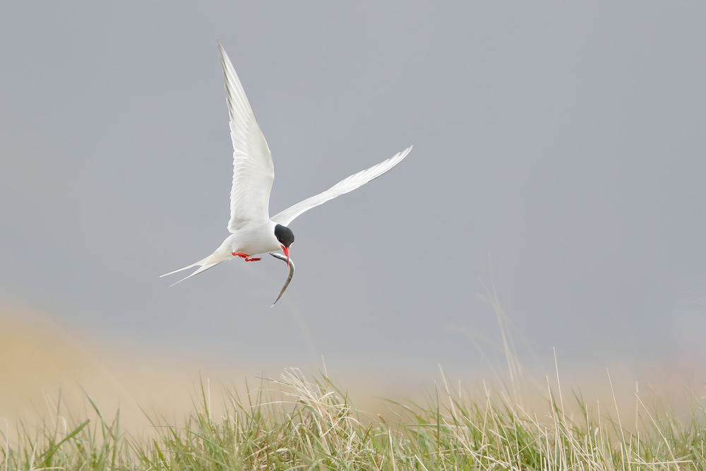 Arctic-tern-with-pipe-fish_44A2126-Ytri-Tunga,-West-Iceland.jpg