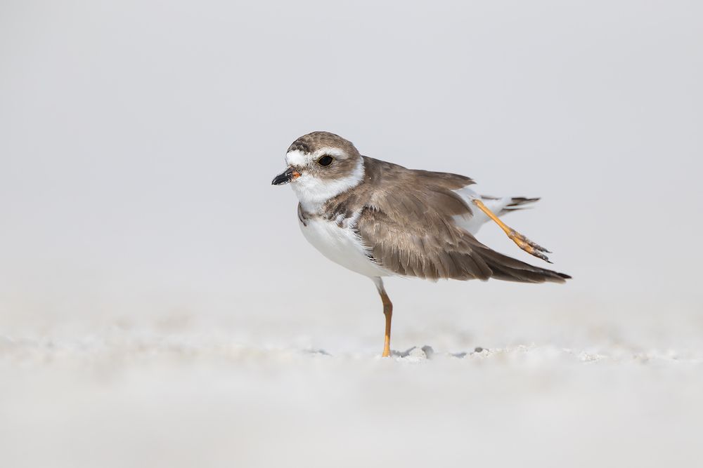 Semipalmated-plover-stretching-leg_D8A8052-Fort-de-Soto,-FL,-USA.jpg