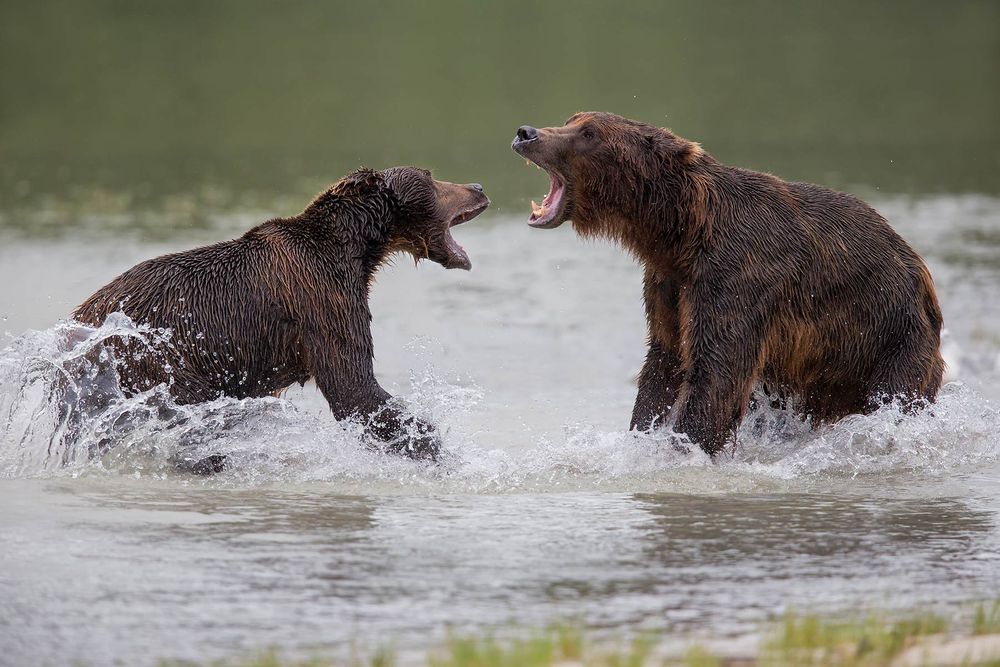 Coastal-brown-bears-charging_B8R3124-Geographic-Harbour,-Katmai-NP,-Alaska.jpg