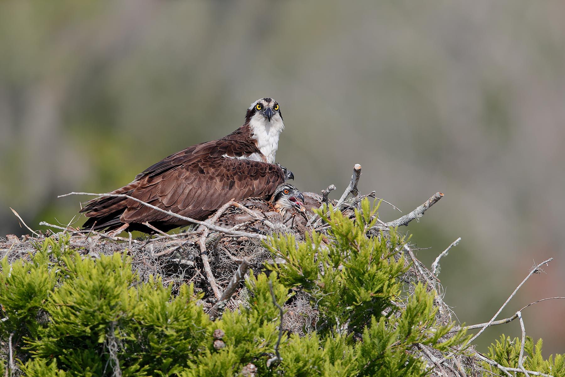 Osprey-and-young-chick-on-nest_A3I0961-Lake-Blue-Cypress,-FL,-USA.jpg