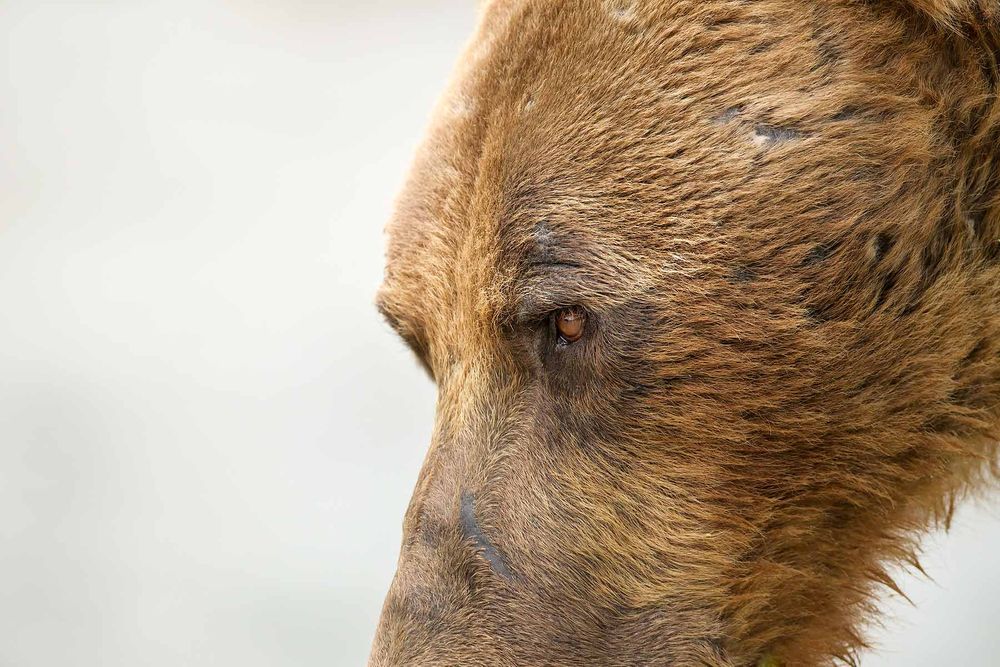 Brown-bear-eye-close-up_M7E9468-Geographic-Harbor,-Katmai-National-Park,-AK.jpg