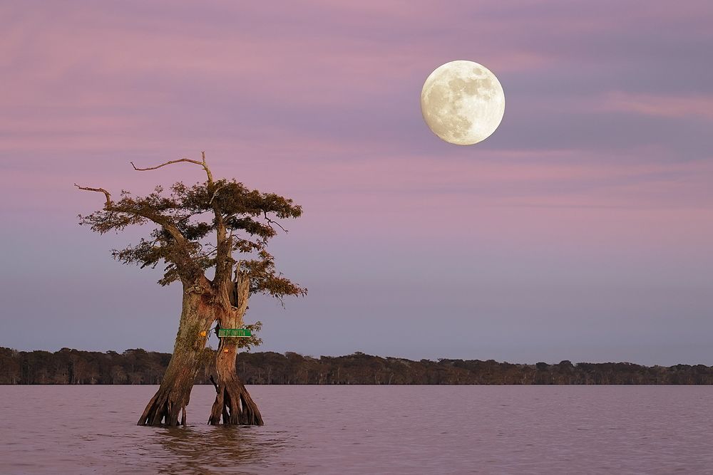 Cypress-tree-with-moon_F0A2290.jpg