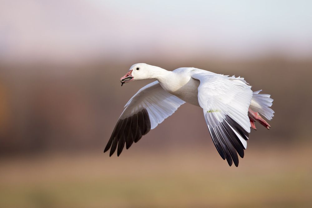 Snow-goose-wings-down-against-soft-brown-bkgd_M7E2005-Bosque-del-Apache-NWR,-San-Antonio,-NM.jpg