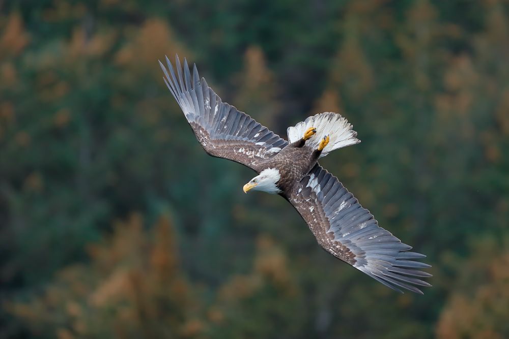 Bald-eagle-immature-upside-down_B8R6549-Kachemak-Bay,-Homer,-Alaska,-USA.jpg