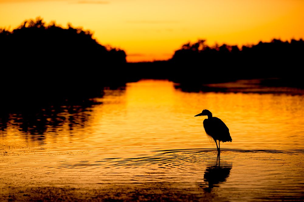 Great Blue Heron silhouette in early morning light_B8R9429-Estero Lagoon, Fort Myers Beach, USA.jpg