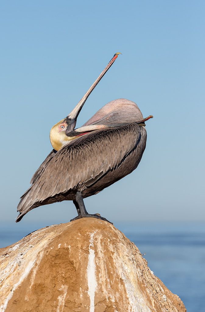 Brown-pelican-pulling-pouch-over-his-neck_E7T9368-La-Jolla-Cliffs-La-Jolla-USA.jpg