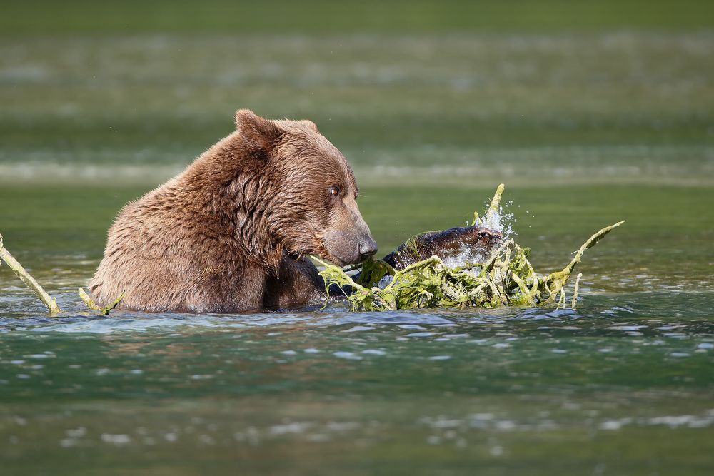 Coastal-Brown-bear-playing-with-a-branch-in-water_44A0269-Geographic-Harbor,-Katmai-National-Park-&-Preserve,-AK,-USA.jpg