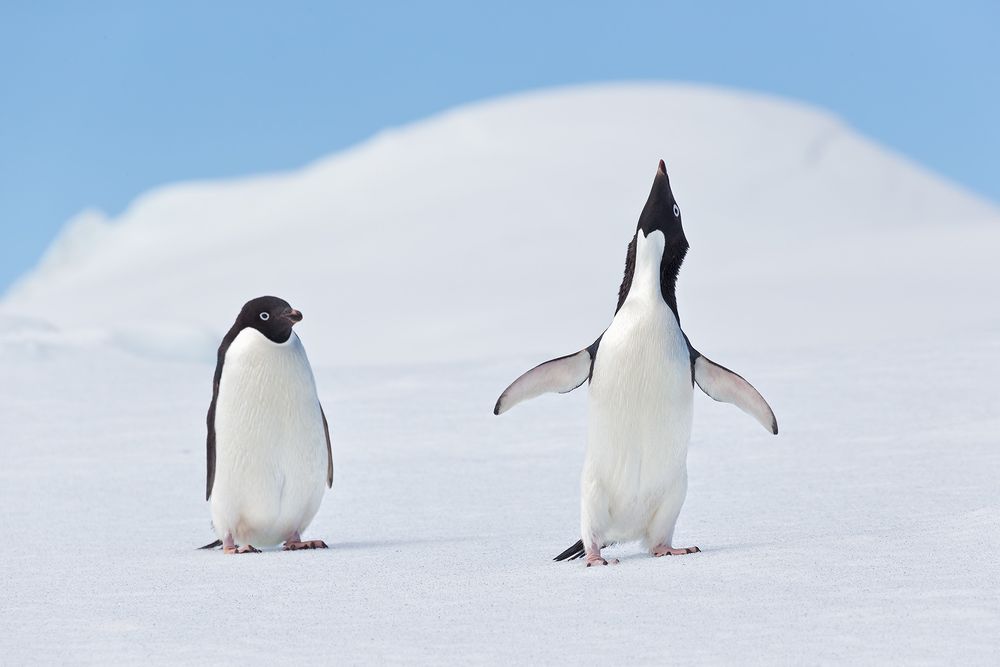 Adelie-Penguins-showing-courtship-behavior-on-ice_E7T1653-Detaille-lsland,-Antarctica.jpg