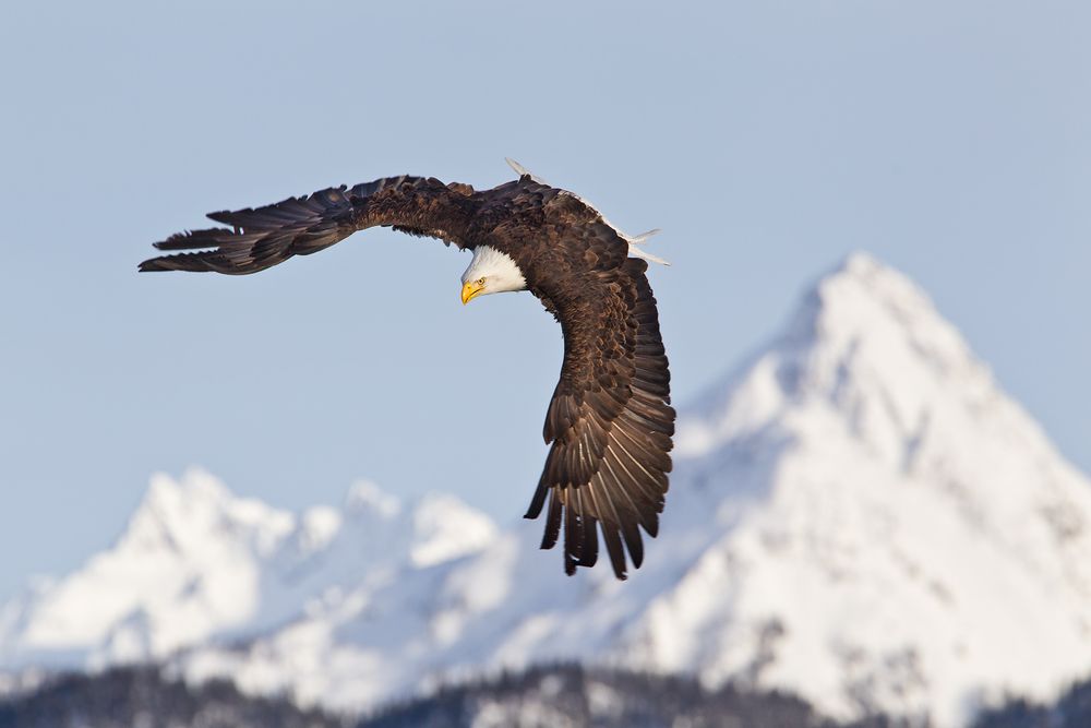 Bald-eagle-banking-with-China-Poot-mountain-bkgd-E07G2233-Kachemak-Bay,-Homer,-AK.jpg