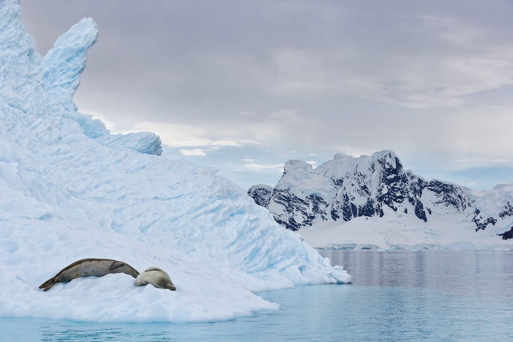 Crabeater-Seals-resting-on-floating-iceberg_E7T2985-Paradise-Bay,-Antarctica.jpg