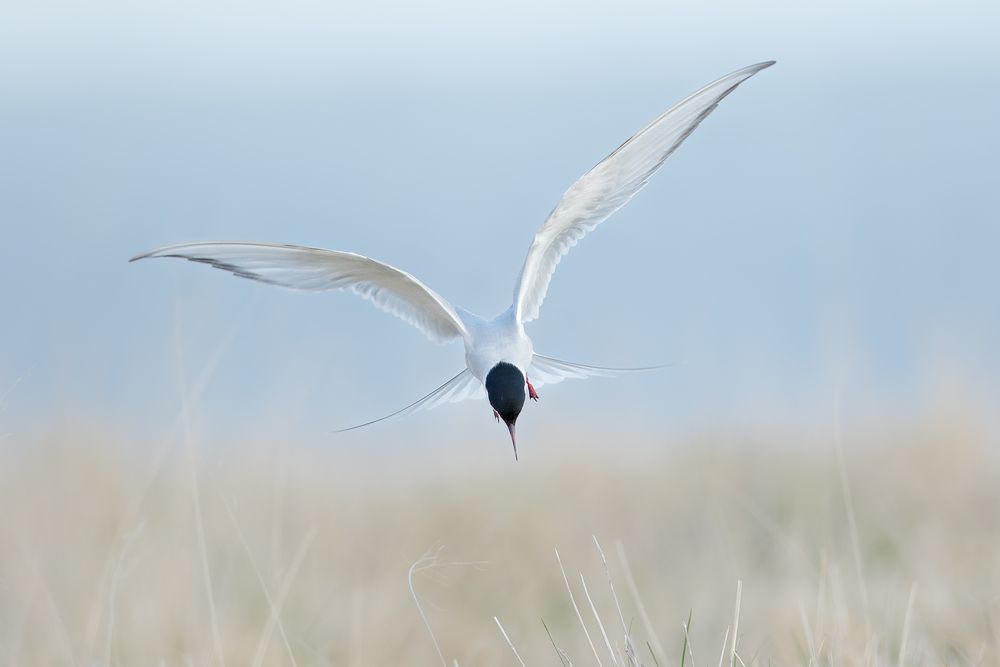 Arctic-tern-landing-nose-down_44A1865-Arnarstapi,-West-Iceland.jpg