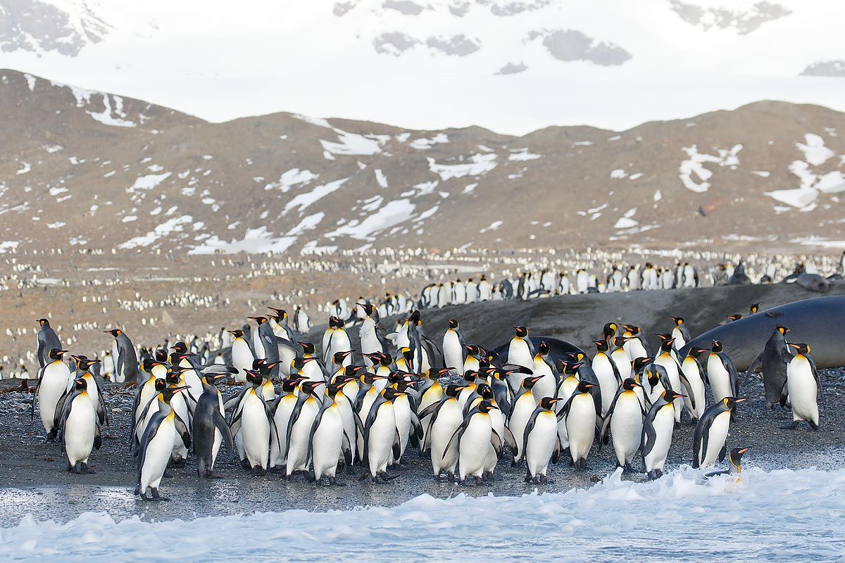 king-penguins-entering-the-water_44a7069-st-andrews-bay-entrance-south-georgia-islands-southern-ocean.jpg