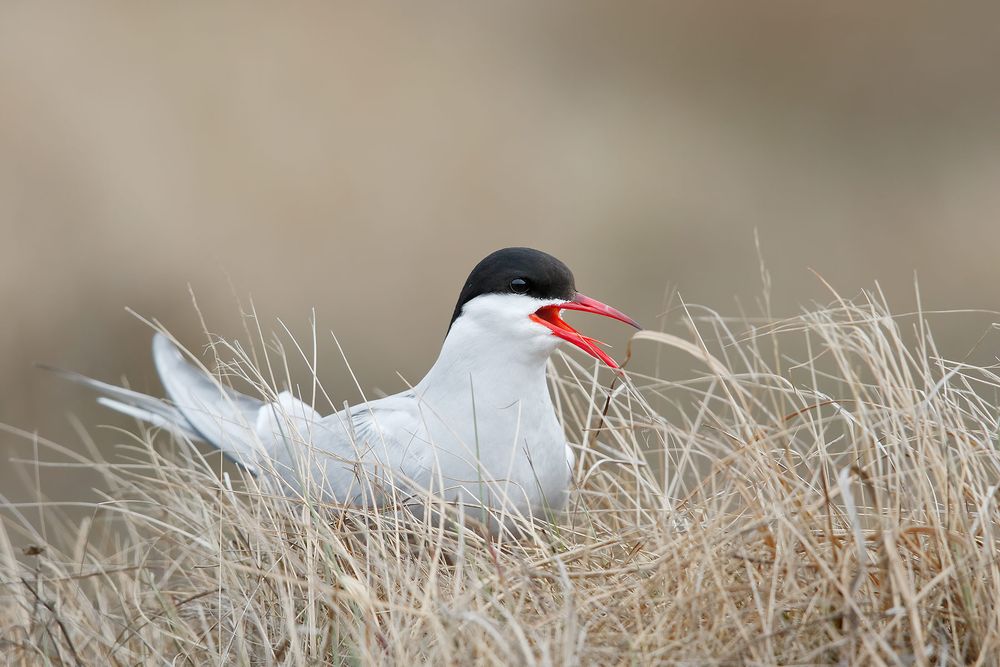Arctic-tern-sitting-in-the-grass_44A2048-Ytri-Tunga,-West-Iceland.jpg