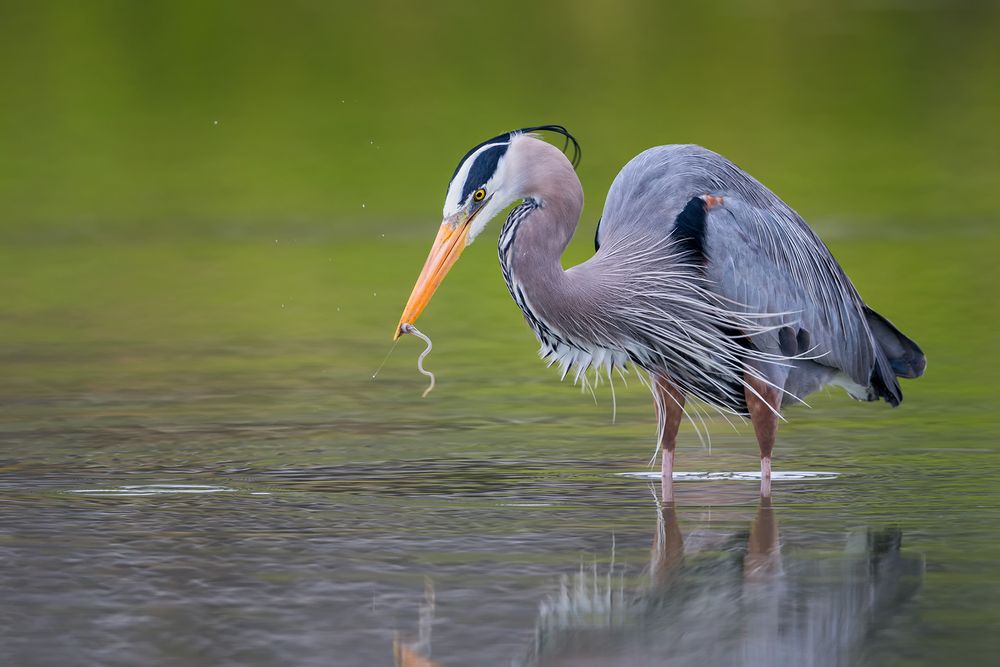 Great Blue Heron with little eel in green reflections_E7T3475-Estero Lagoon, Fort Myers Beach, USA.jpg