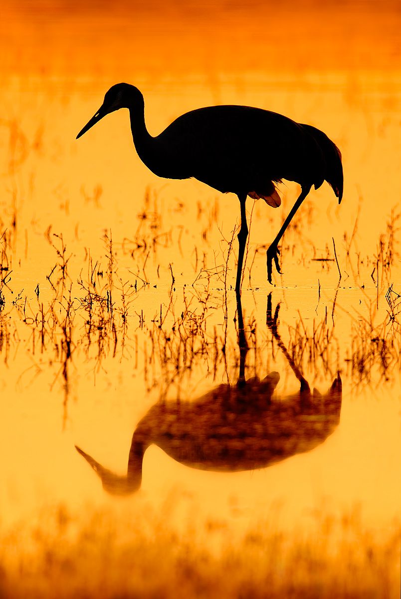 Sandhill-crane-silhouette_44A1513-Bosque-del-Apache-NWR,-San-Antonio,-NM,-USA.jpg