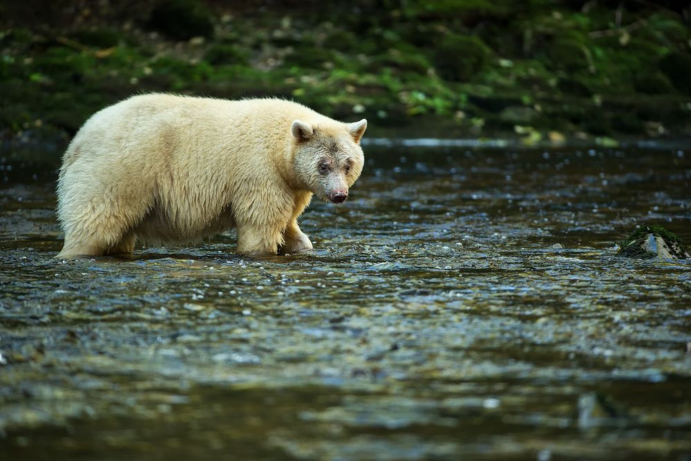 Spirit-bear-walking-through-the-river_E7T5648-Gribbell-Island,-British-Columbia,-Canada.jpg