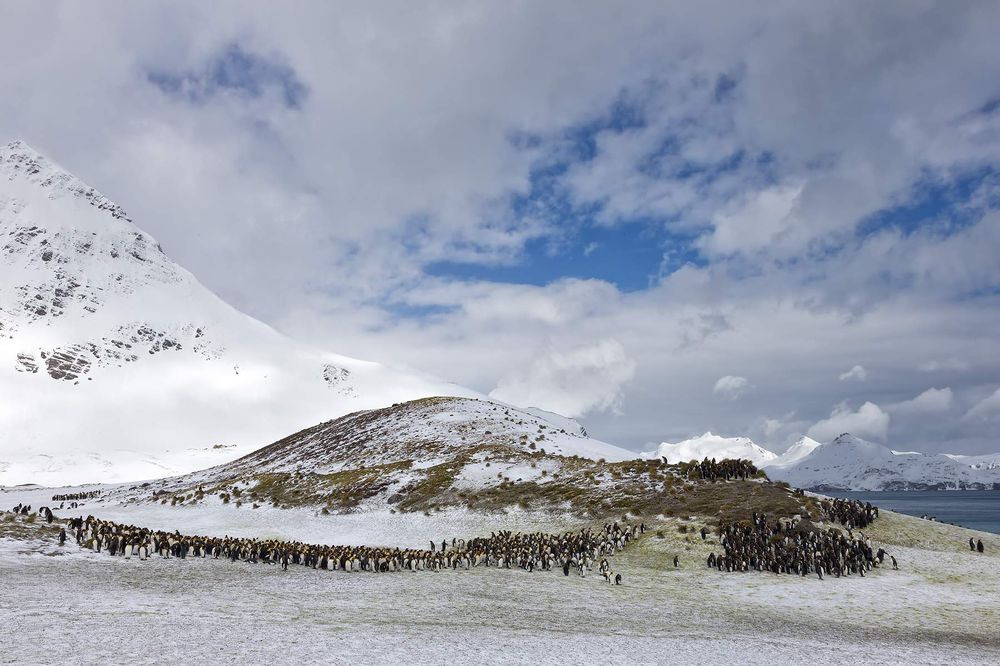 King-Penguin-overview-with-clouded-sky_B8R3070-Salisbury-Plain,-South-Georgia-Islands.jpg