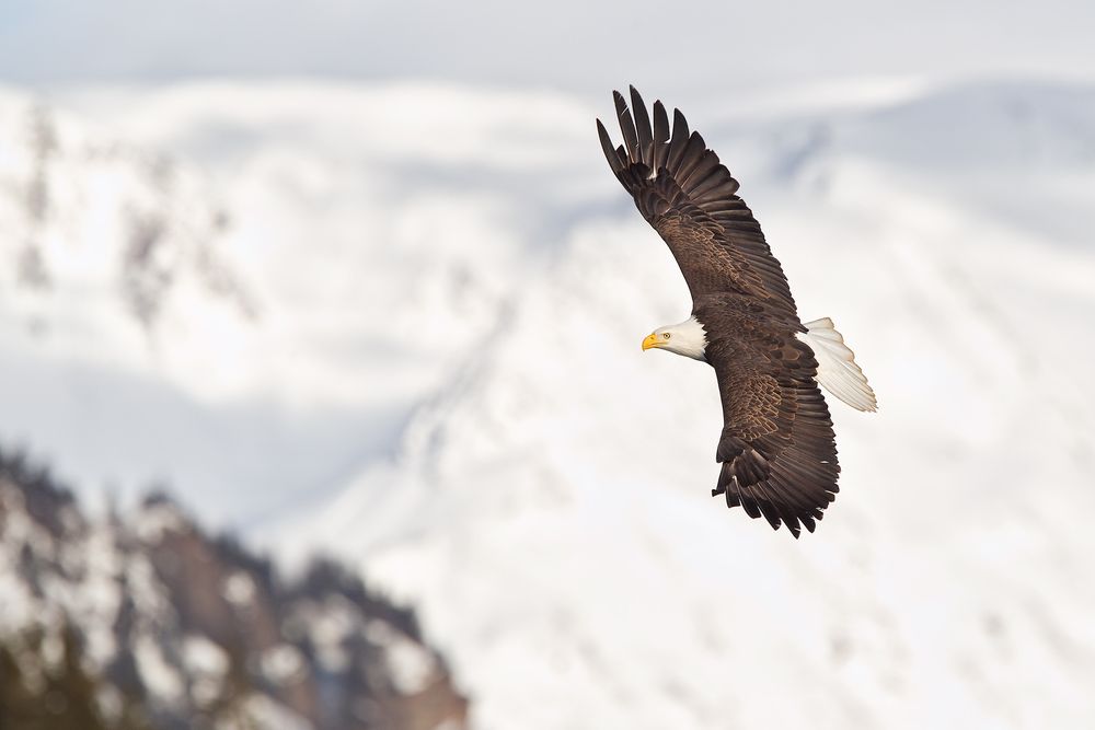Bald-eagle-banking-against-white-snow-mountains_M7E7278-Kachemak-Bay,-Homer,-AK.jpg