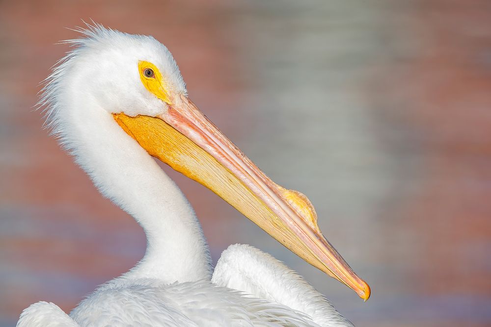 White-pelican-with-pink-reflections_74I3121-Lakeland,-Florida,-USA.jpg