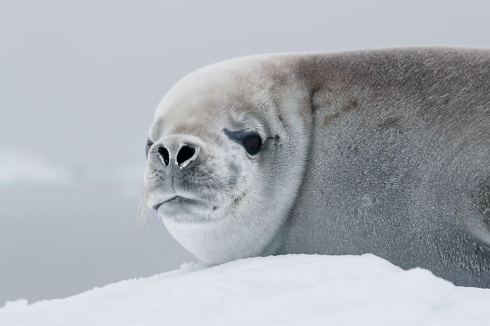 Crabeater-seal-head-portrait_A3I8769-Stoney-Point,-Paradise-Bay,-Antarctica.jpg