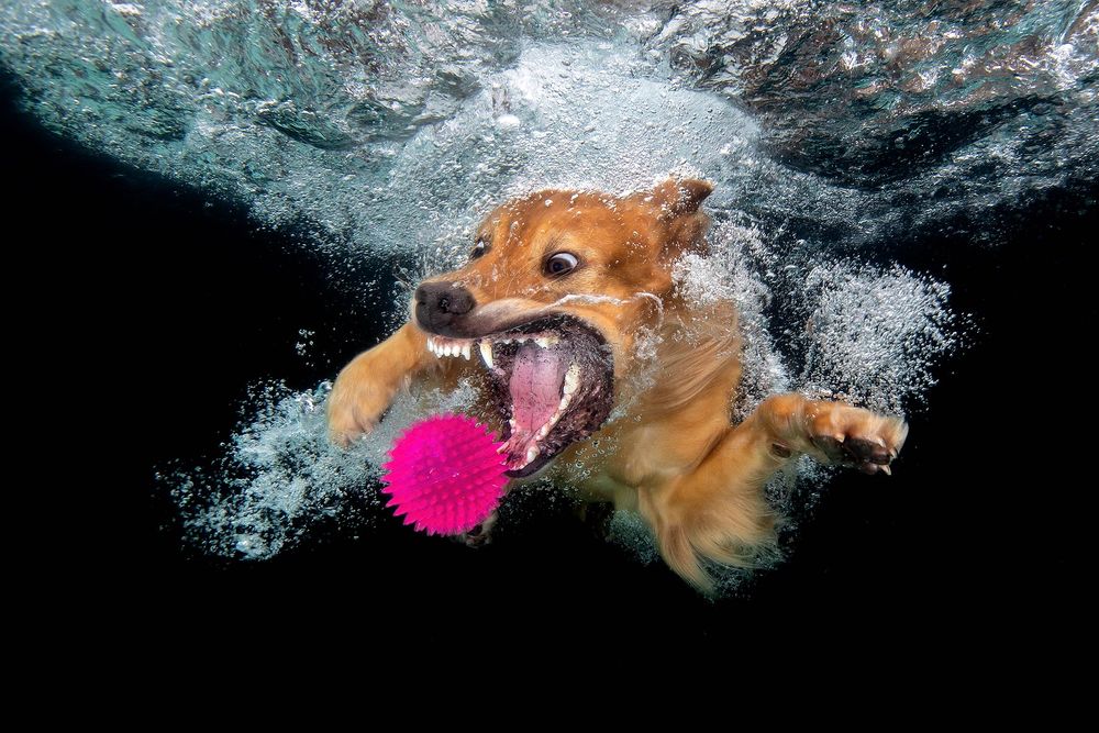 Zevon-chasing-purple-ball-underwater_83A9108-Dover,-FL,-USA.jpg