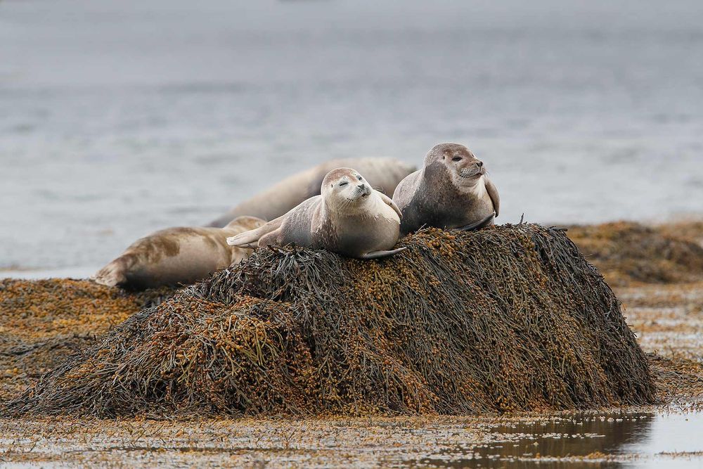 Harbour-seals-resting-on-seaweed-rock_A3I2295-Ytri-Tunga,-West-Iceland.jpg