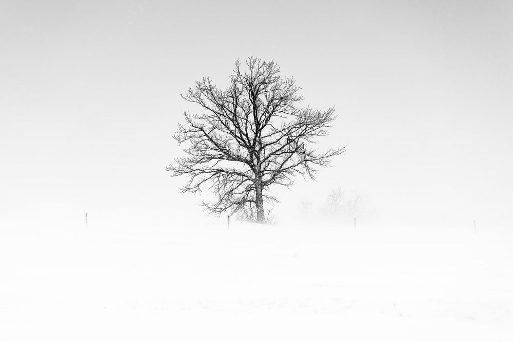 Tree-in-white-out-snow_B&W_83A6792.jpg