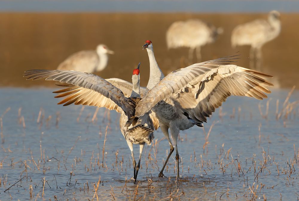 Sandhill-cranes-courting-together-II_44A2896-Bosque-del-Apache-NWR,-San-Antonio,-NM,-USA.jpg
