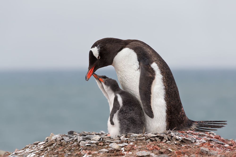 Gentoo-Penguin-with-chicks-looking-up-on-nest_E7T6387-Hannah-Point,-South-Shetland-Islands,-Antarctica.jpg