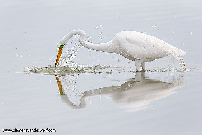 Great-egret-in-breeding-colors-catching-prey_E7T4121-Estero-Lagoon-Fort-Myers-Beach-USA.jpg