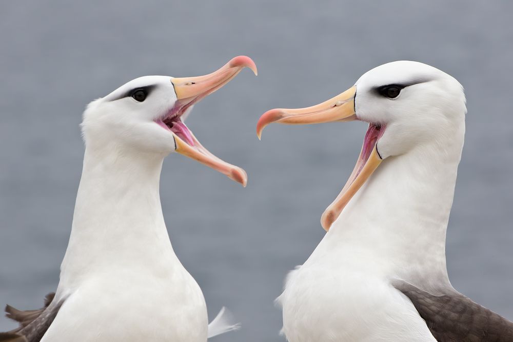 Black-browed-Albatrosses-with-beaks-open_B8R6259-New-Island,-Falkland-Islands.jpg