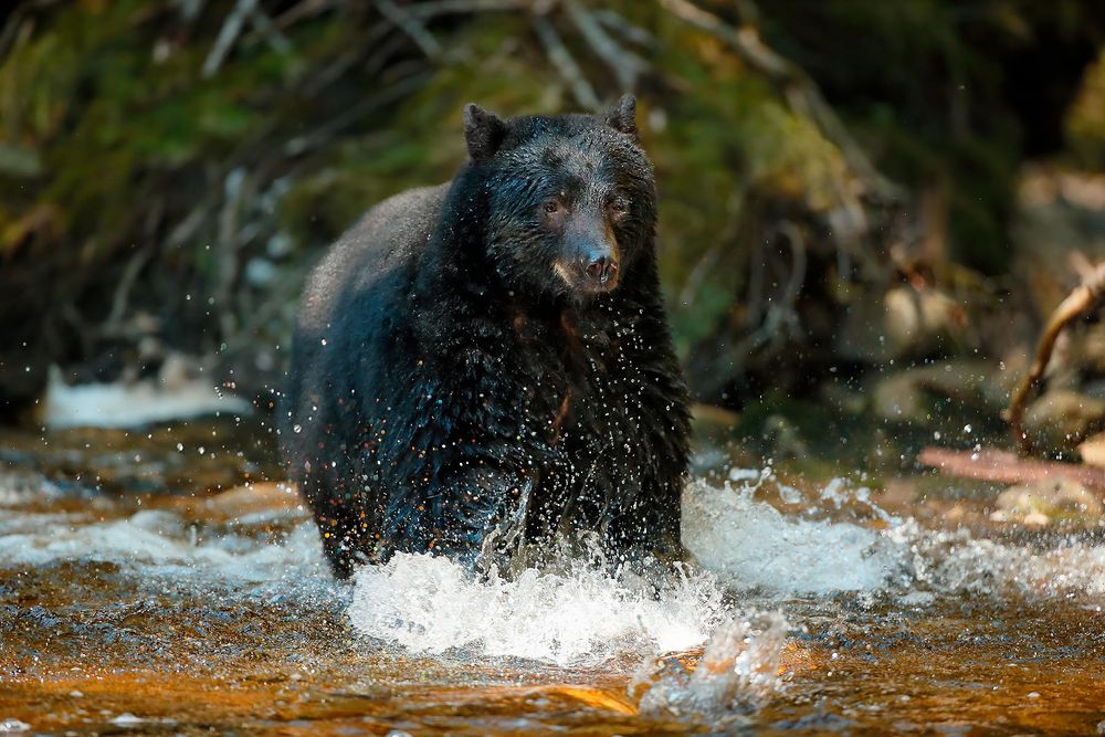 Black-bear-charging-with-salmon-eggs_E7T5164-Gribbell-Island,-British-Columbia,-Canada,.jpg
