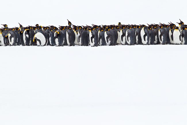 King-Penguins-line-up-on-white-canvas-BM7E1464-Right-Whale-Bay-South-Georgia-Islands.jpg